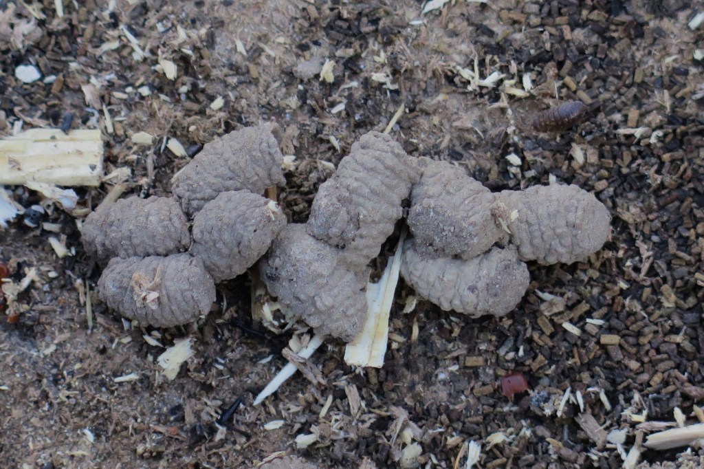 van wie zijn deze coconnetjes
